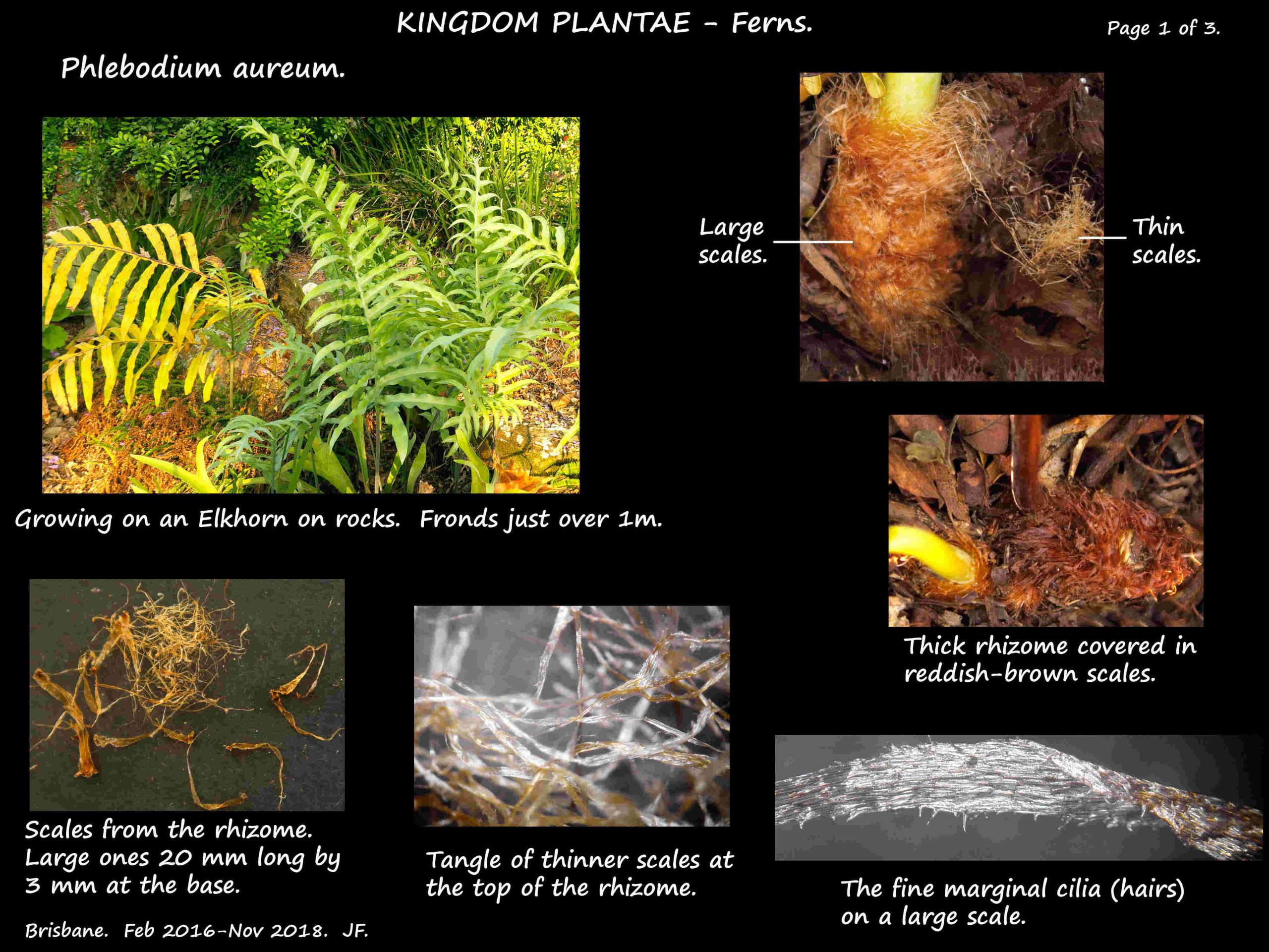 1 Phlebodium aureum plant & scales